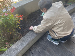 チューリップが咲きました🌷