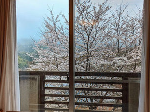 さくら苑の桜はお部屋から😄