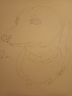 Sketch of a Dachshund