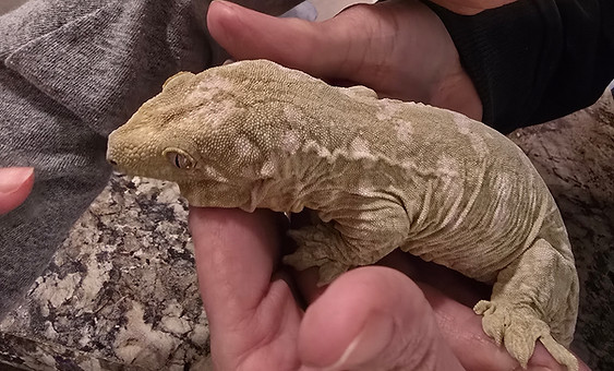 leachies