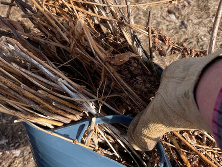 Spring Garden Cleanup: A Sunny Weekend with Nature