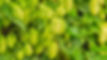 hopfen klein.jpg
