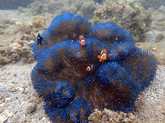 clownfish.jpg