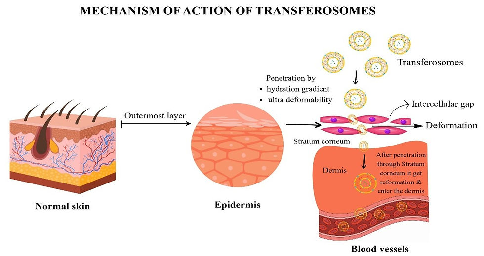Fig 5. Mechanism of action of Transferosomes
