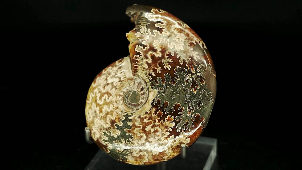 Thumbnail: UV-Reactive Ammonite Fossil Madagascar