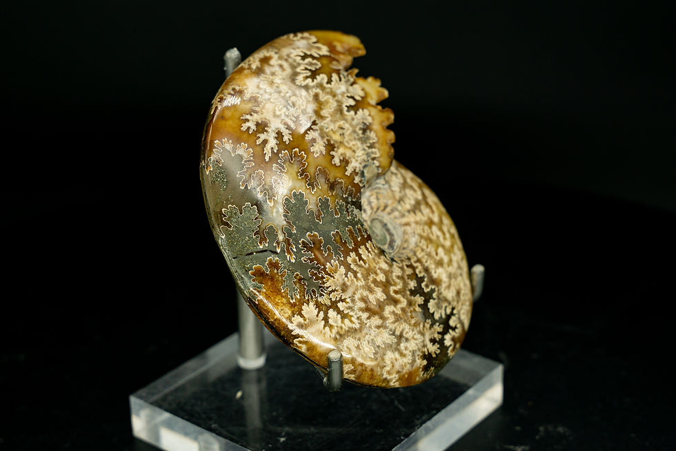 UV-Reactive Ammonite Fossil Madagascar