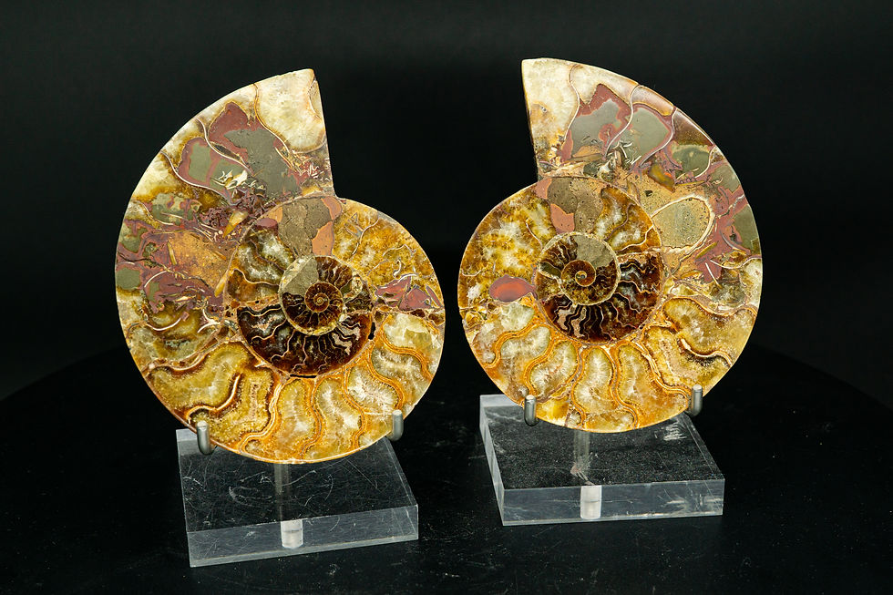 Thumbnail: UV-Reactive Ammonite Fossil Pair Madagascar