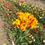Thumbnail: 11 Plukbeurten bloemenweide