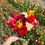 Thumbnail: 11 Plukbeurten bloemenweide