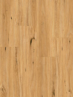 Coastal Blackbutt