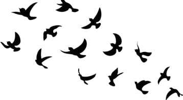 birds.jpg