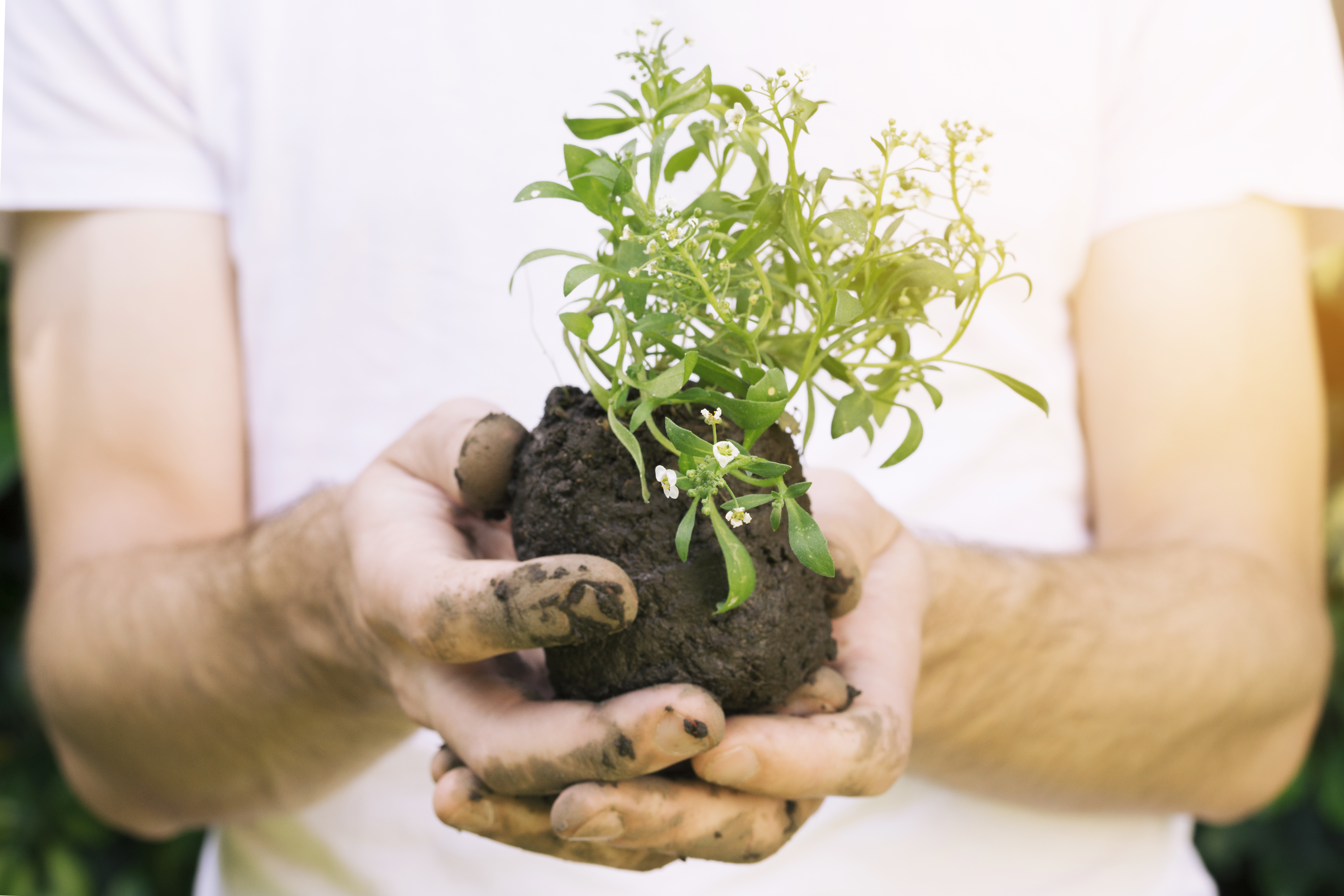 faceless-man-with-pile-soil-plant.jpg