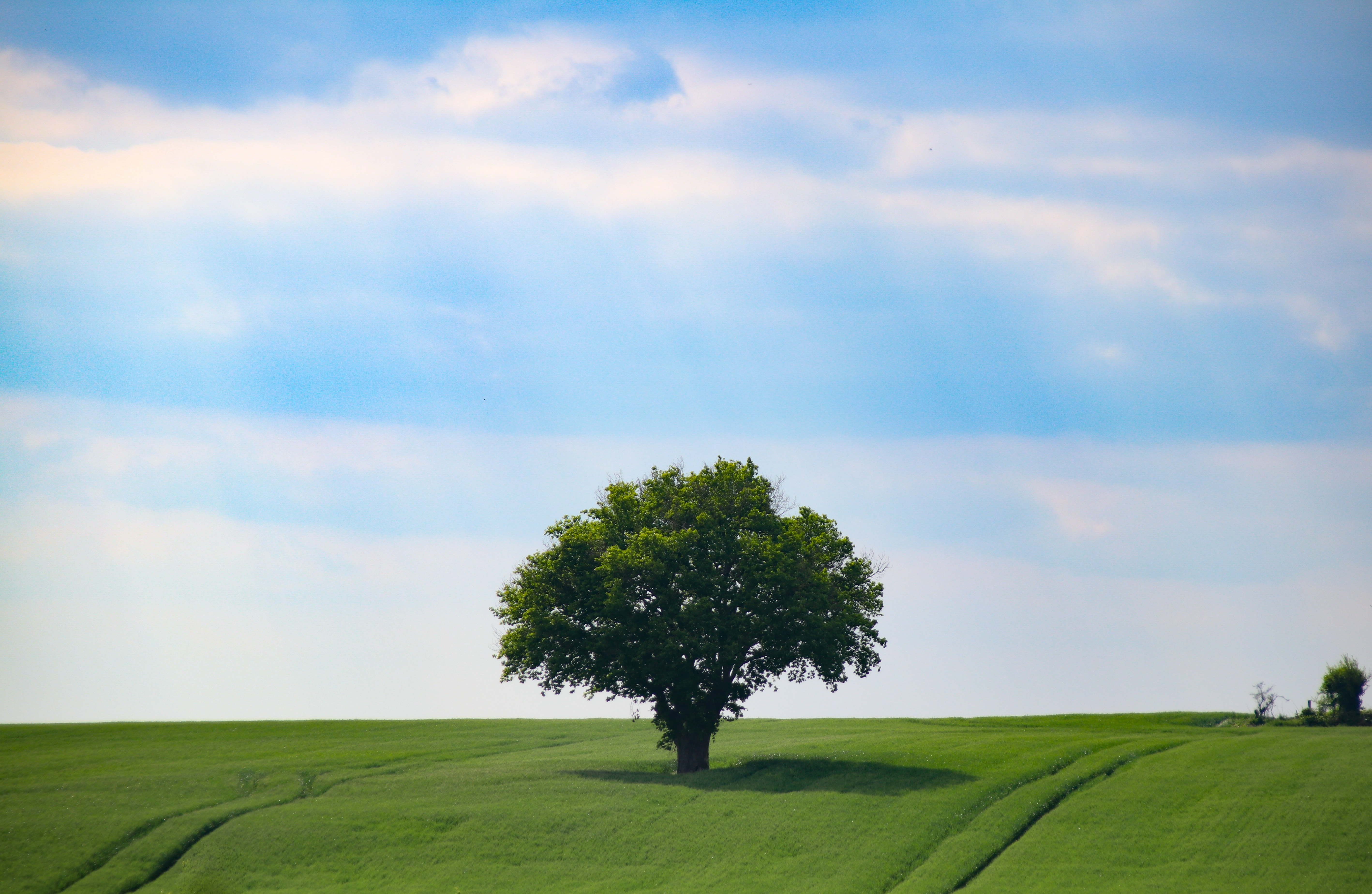beautiful-shot-lonely-tree-standing-middle-greenfield-clear-sky.jpg