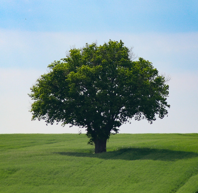 beautiful-shot-lonely-tree-standing-middle-greenfield-clear-sky.jpg