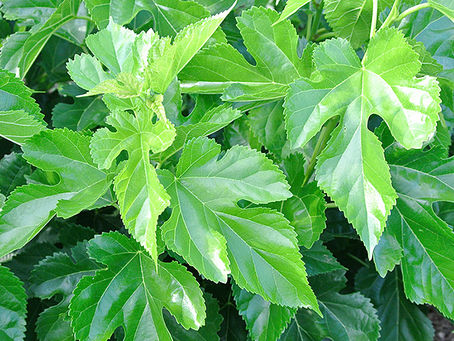 血糖値や脂肪が気になる方におすすめ!桑の葉茶の驚くべき健康効果とは?