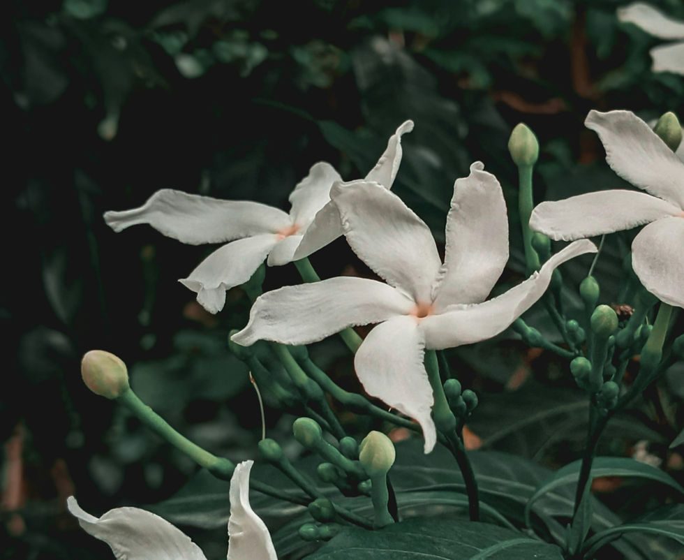 jasmine