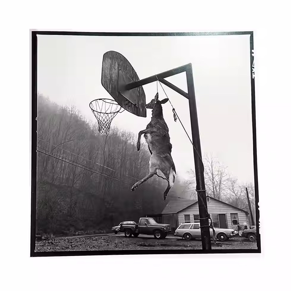 Miniatura: Grapevine - Susan Lipper