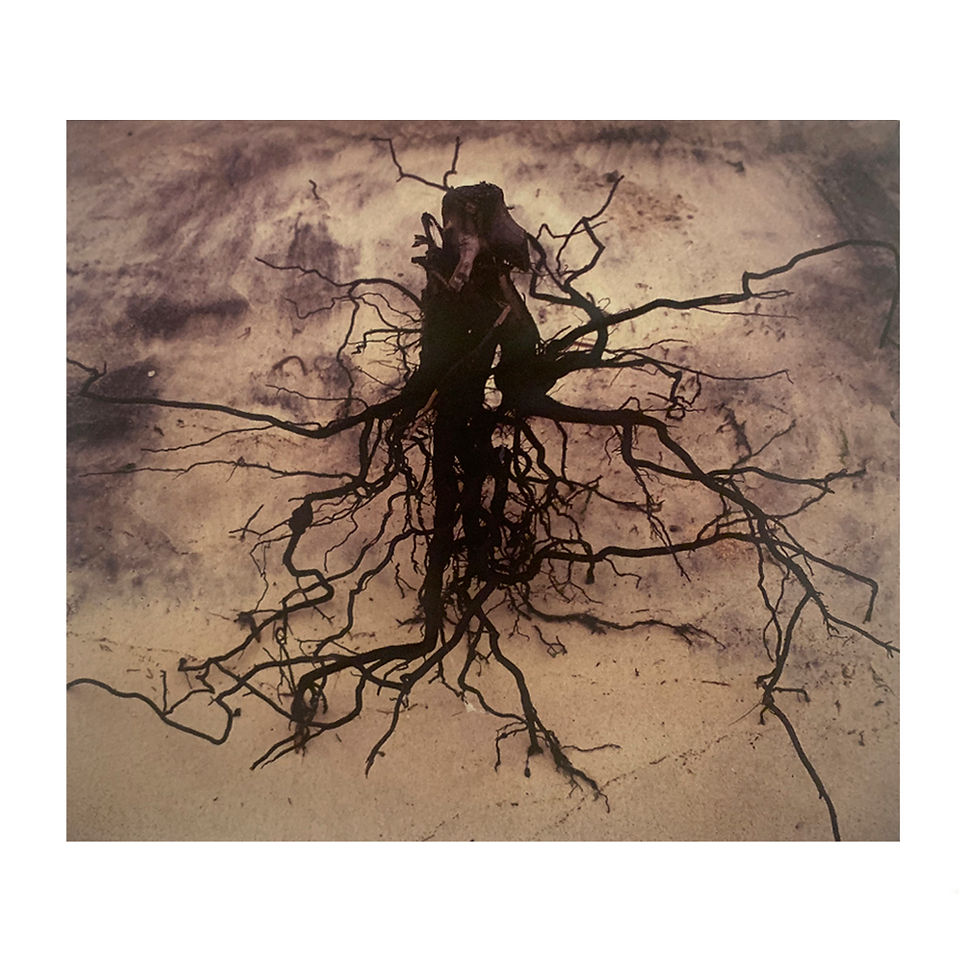 Thumbnail: Parasomnia - Viviane Sassen