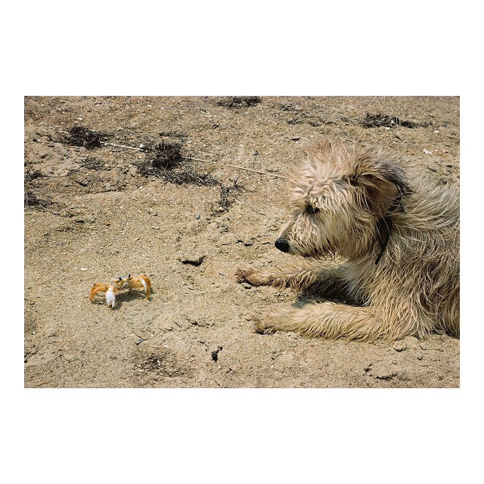 Miniature : Nags Head - Joel Sternfeld