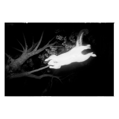 Minutes to Midnight - Trent Parke | Dartbooks