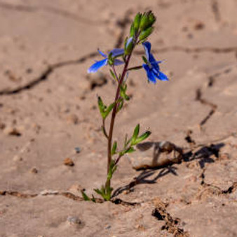 istockphoto-1152358338-612x612.jpg