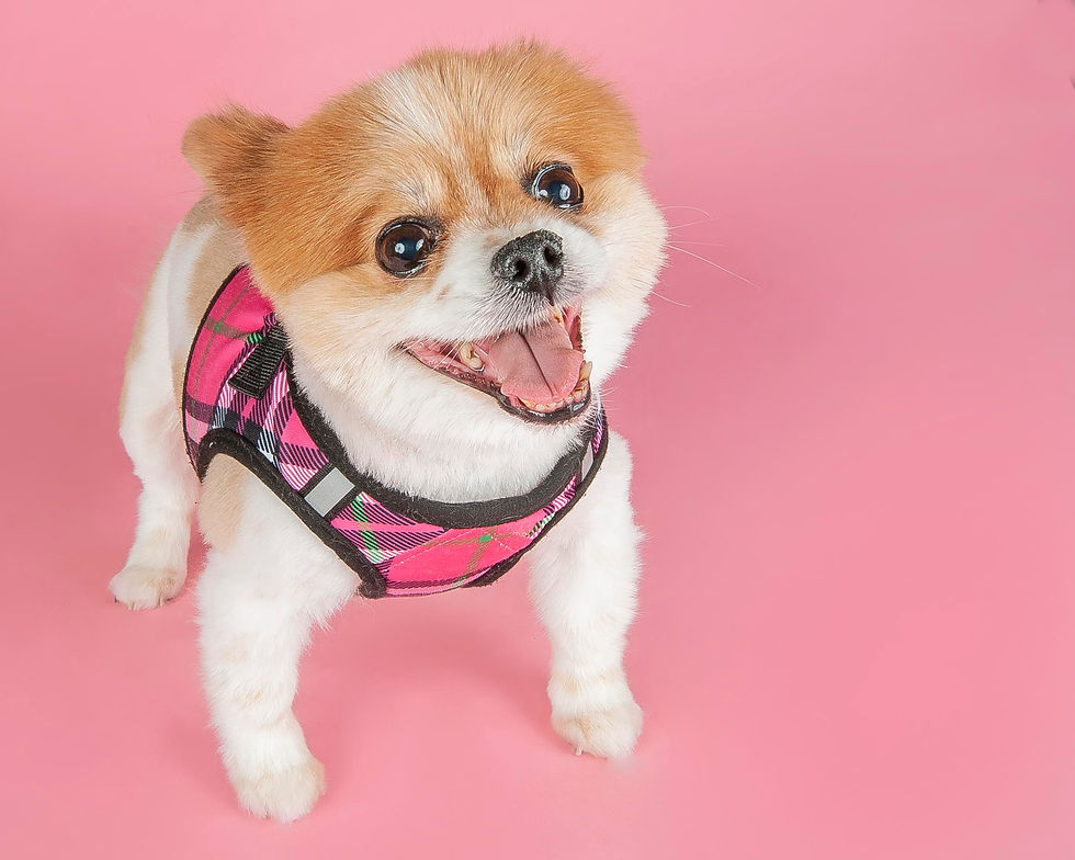 Dog photo
