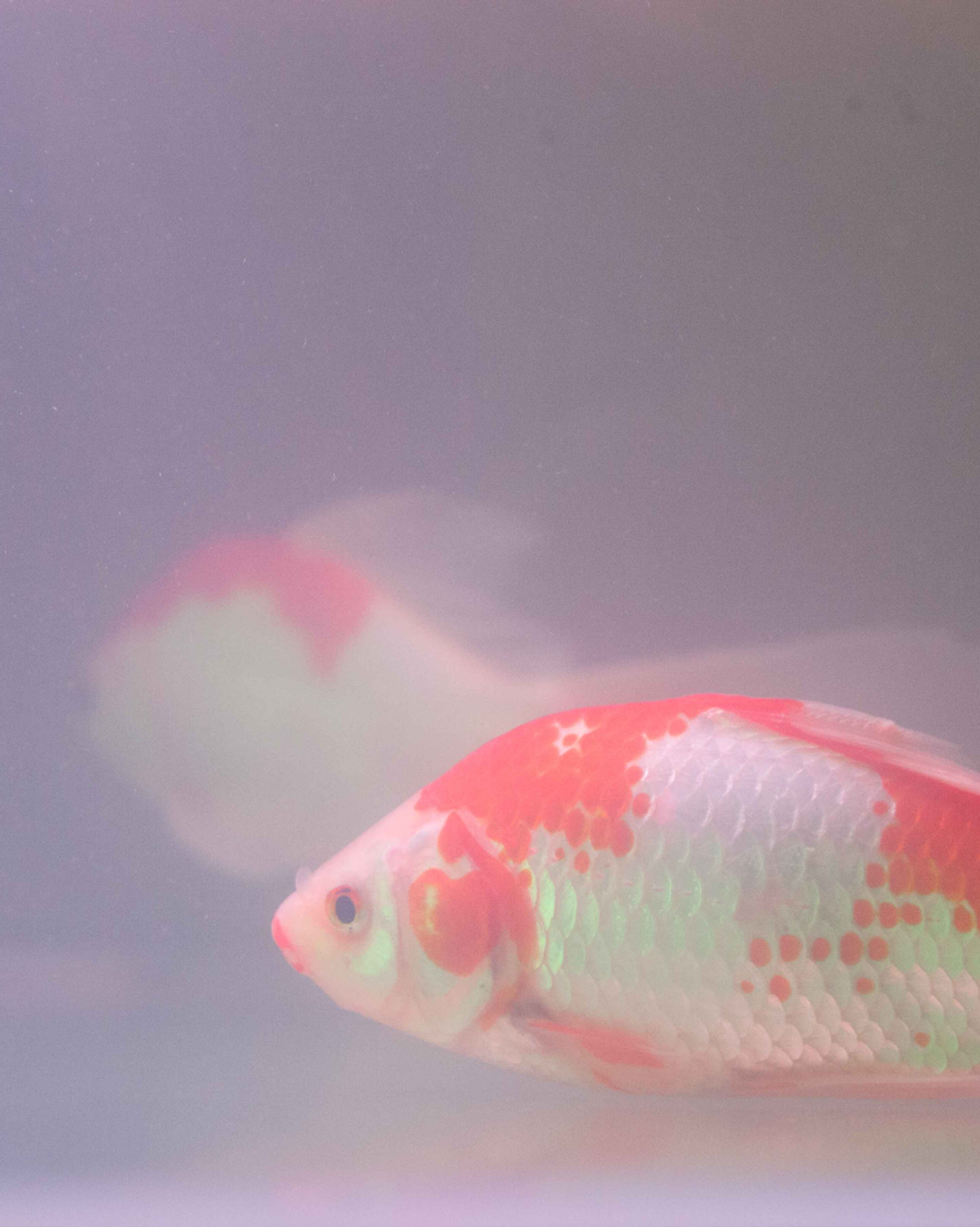 Fisch-6.jpg