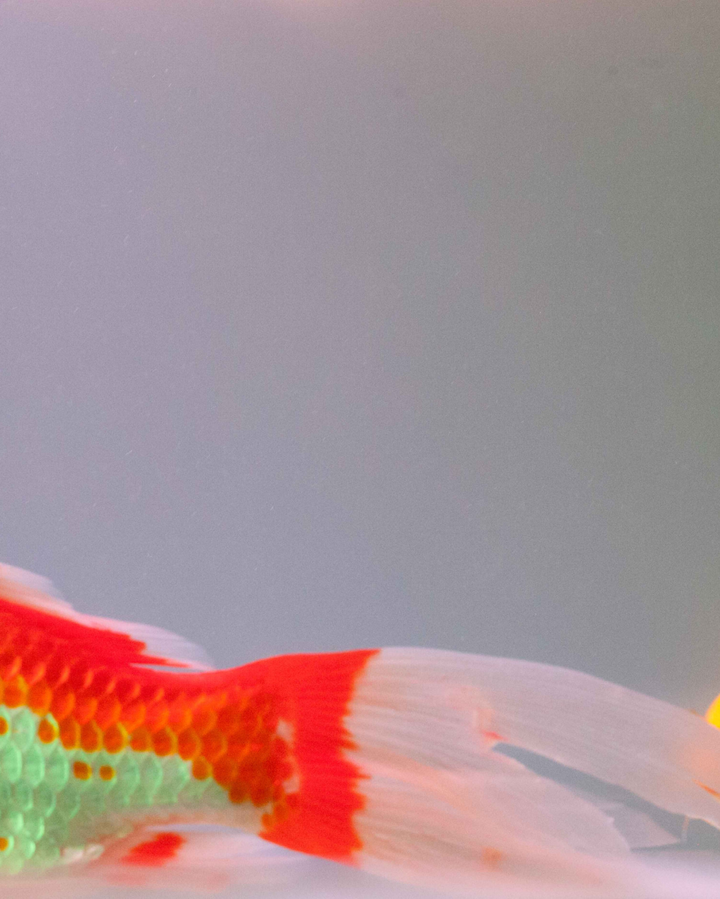 Fisch-1.jpg
