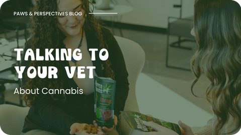 How do I Talk to My Vet About Cannabis?