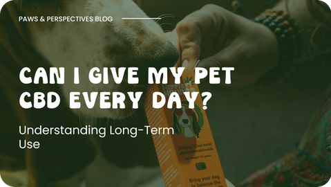 Can I Give My Pet CBD Every Day? Understanding Long-Term Use