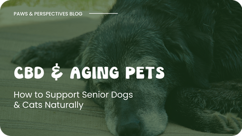 CBD & Aging Pets: How to Support Senior Dogs & Cats Naturally