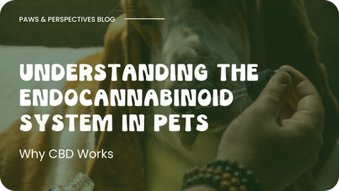 Understanding the Endocannabinoid System in Pets: Why CBD Works