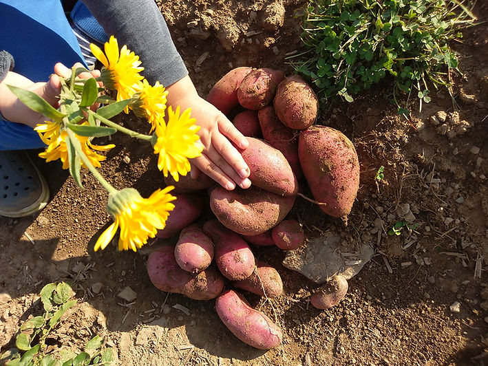 rote_Kartoffeln.jpg