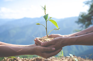 Ce sont deux mains qui tiennent une plante verte