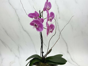 What Flowers Look Best in a Modern Contemporary Home?
