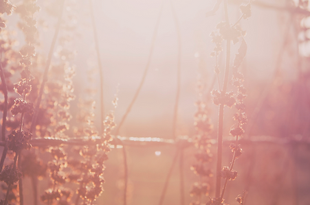 Copy of Untitled Design (3).png