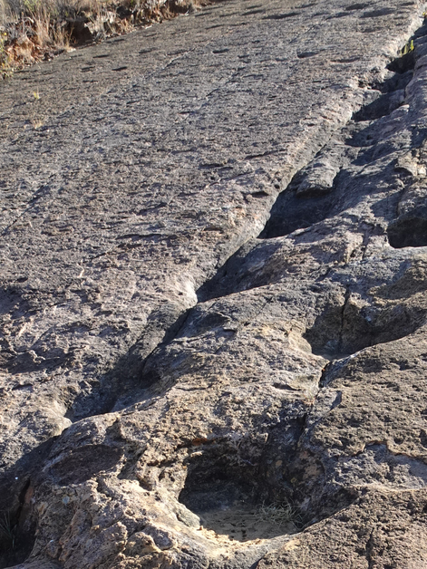 Sur les traces des dinosaures