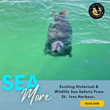 Marketing work for St Ives Sea Trips, Seal in bay Sea More