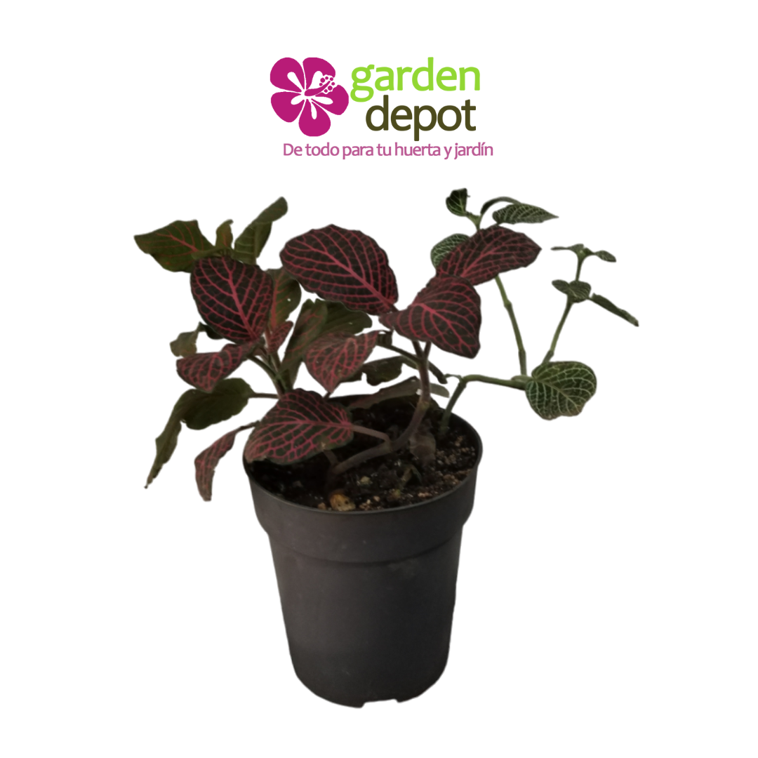 Fittonia Mix (fitonia)
