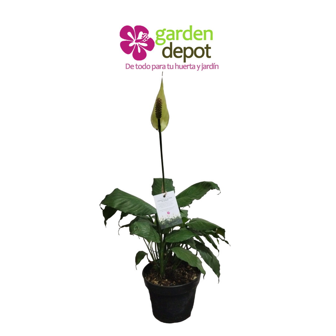 Spathiphyllum (cuna de moisés)