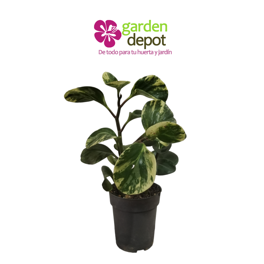 Peperomia Obtusifolia Variegata