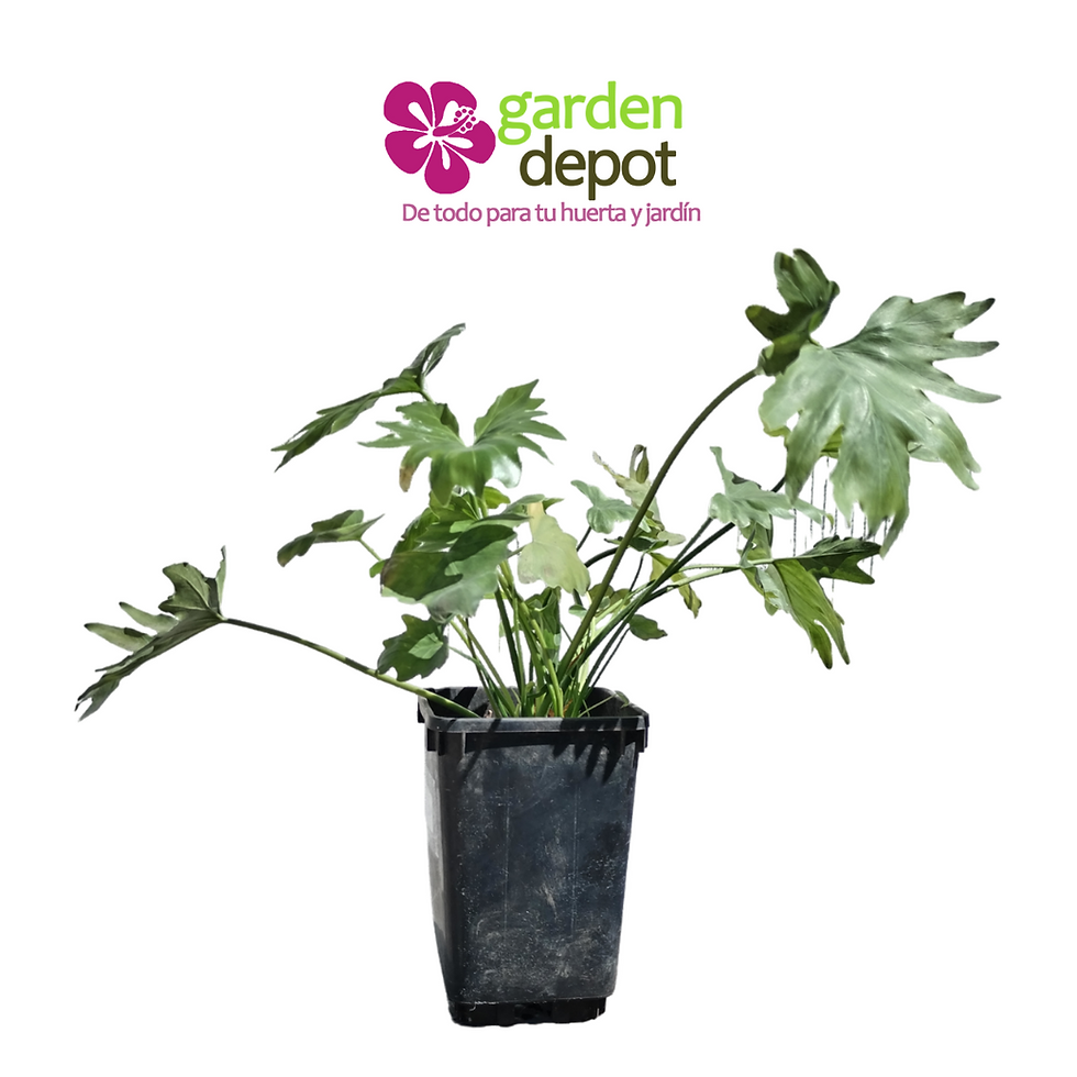 Miniatura: Philodendron Xanadu