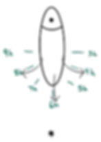 6. Étirements des muscles du plancher pelvien