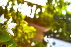 #Juneinfocus #day10 #color #clicks #portrait #portraitphotography #nature #naturephotography #nikon