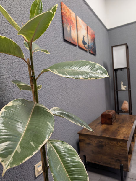 Green plant, fresh smells.
