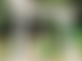 扶桑国は投馬国(丹波・但馬)