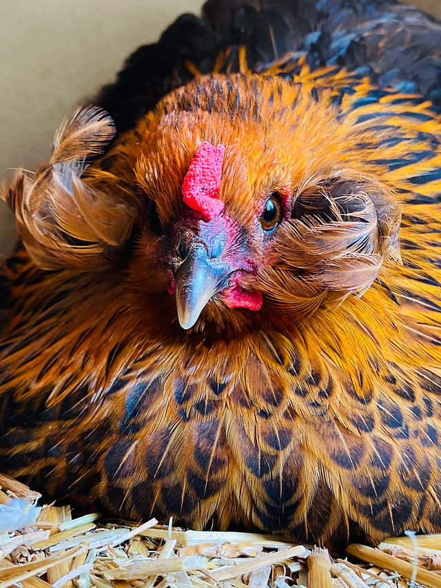 Poule araucana toupets oreille
