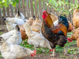Combien de poules pour un coq ? 🐓