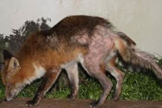 Fox Control Edinburgh
