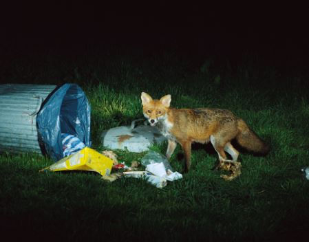 Fox Control Edinburgh